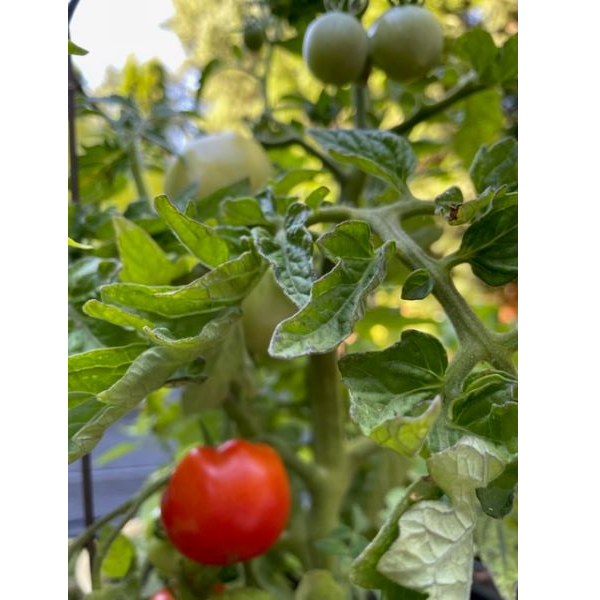 A large logo depicting the news story A LONELY TOMATO