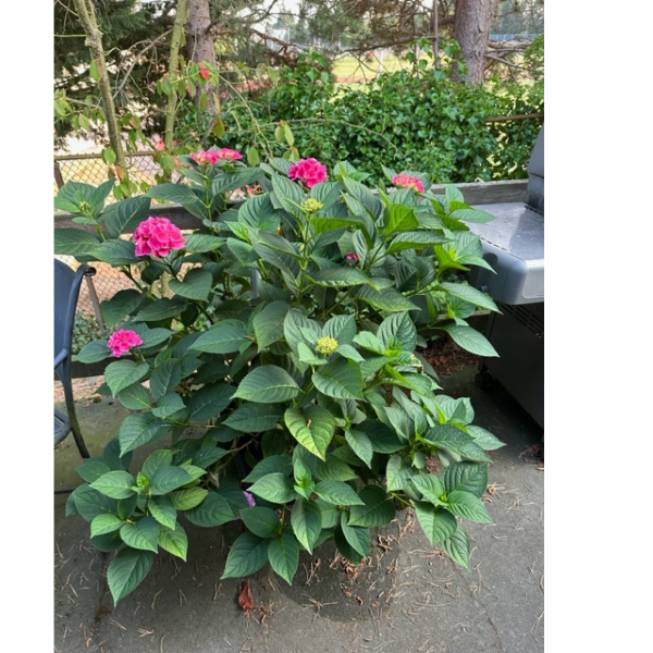 A large logo depicting the news story Hydrangea Crazy