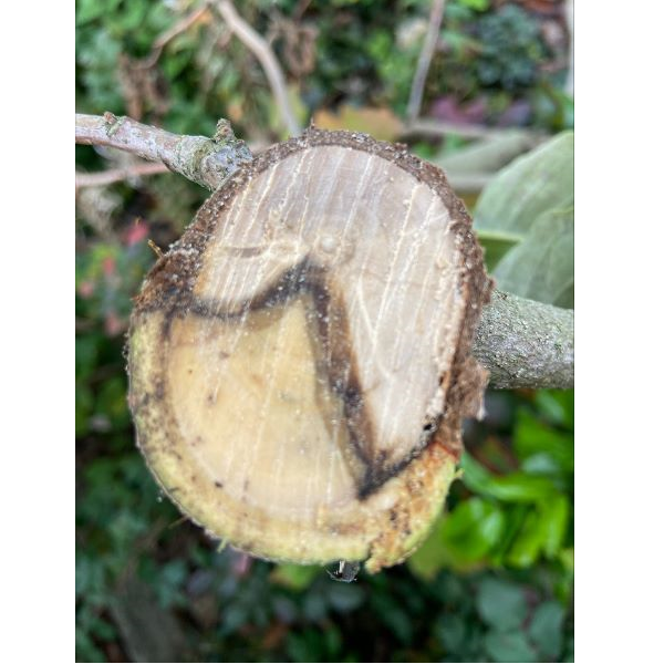 A large logo depicting the news story Stumped by Trees